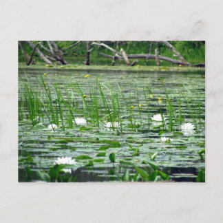 Water Lillies Briefkaart