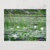 Water Lillies Briefkaart (Voorkant)