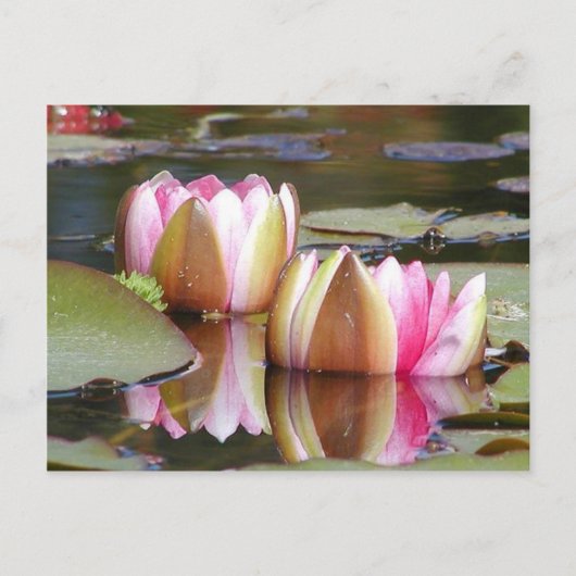 Water Lillies Briefkaart (Voorkant)