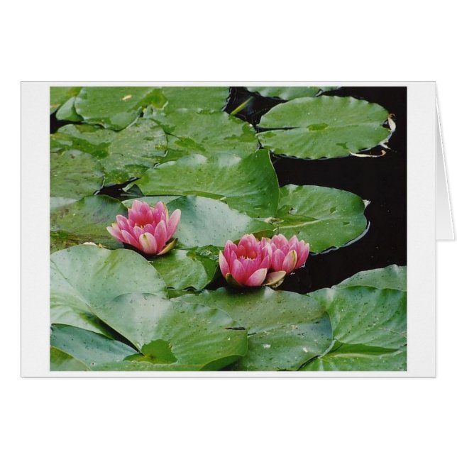 Water Lillies, Monet's House, Giverny, Frankrijk (Voorkant Horizontaal)