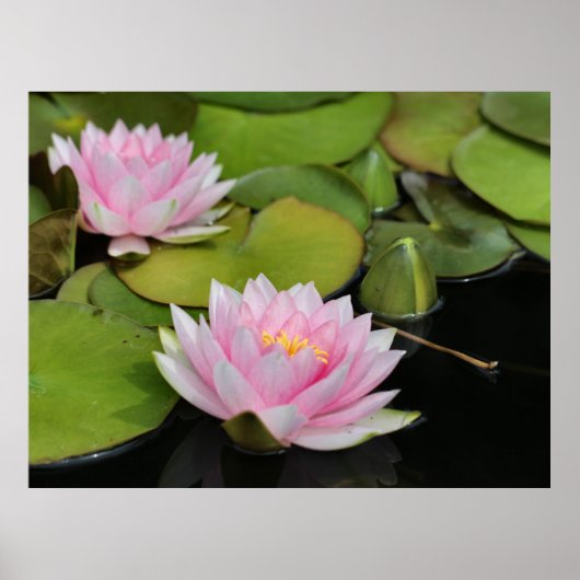 Water Lillies Poster (Voorkant)
