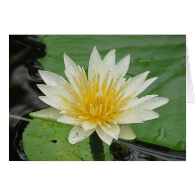 Water Lilly (Voorkant Horizontaal)