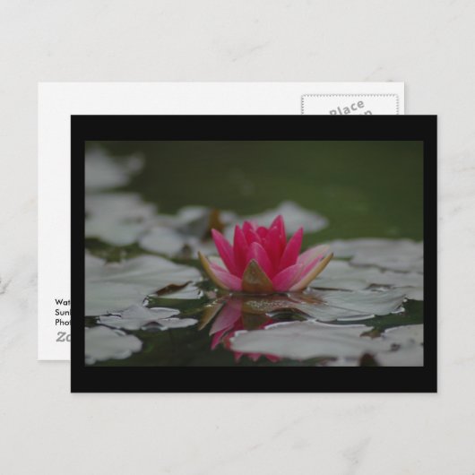 Water Lilly Briefkaart (Voorkant / Achterkant)