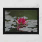 Water Lilly Briefkaart (Voorkant)