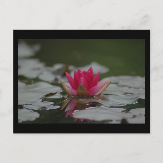 Water Lilly Briefkaart (Voorkant)