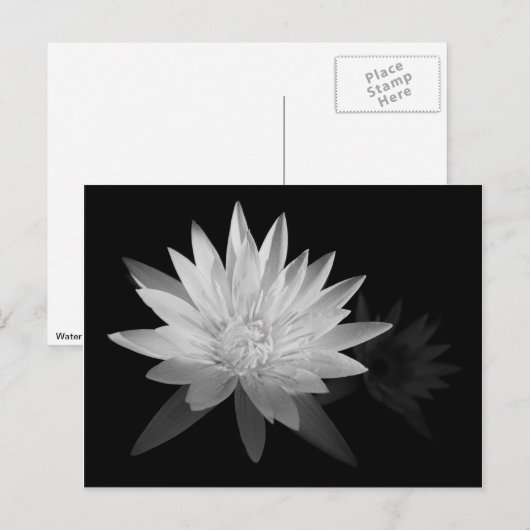 Water Lilly Briefkaart (Voorkant / Achterkant)