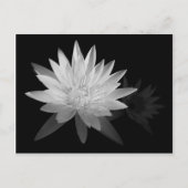 Water Lilly Briefkaart (Voorkant)