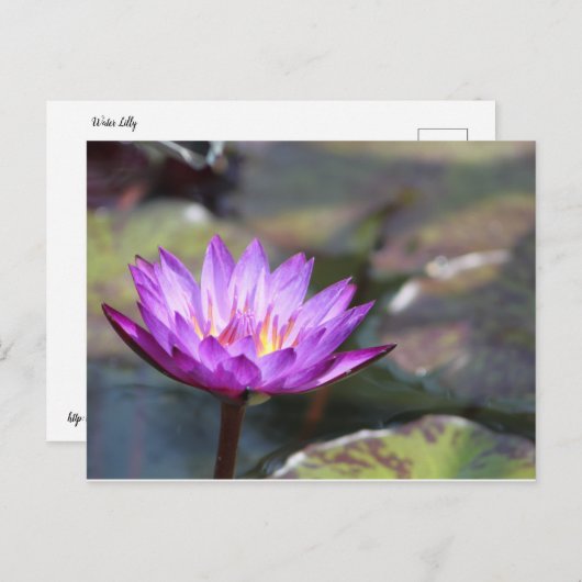 Water Lilly Briefkaart (Voorkant / Achterkant)