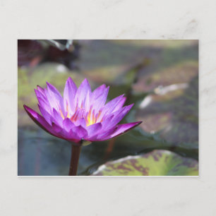 Water Lilly Briefkaart