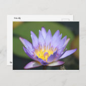 Water Lilly Briefkaart (Voorkant / Achterkant)