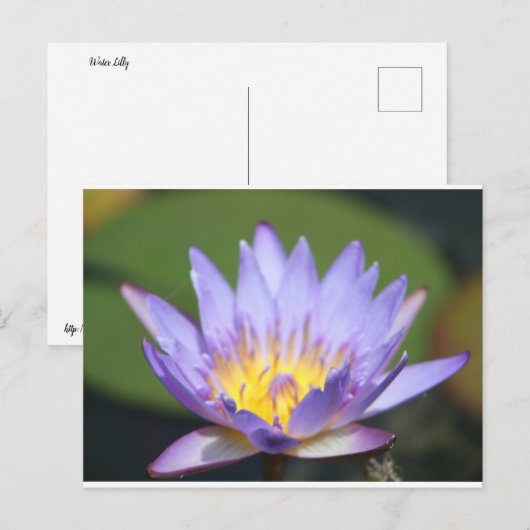 Water Lilly Briefkaart (Voorkant / Achterkant)