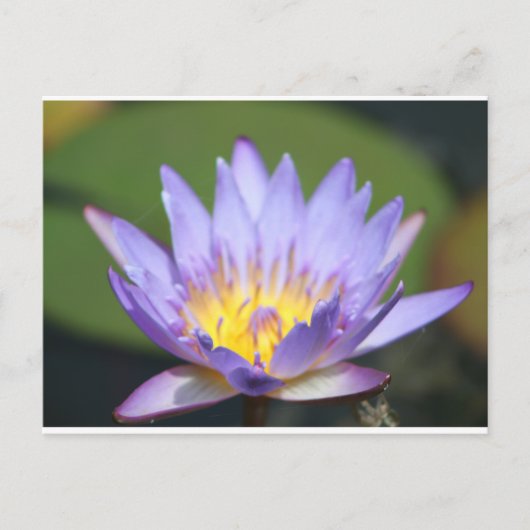 Water Lilly Briefkaart (Voorkant)