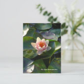 Water Lilly Briefkaart (Staand voorkant)