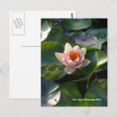 Water Lilly Briefkaart (Voorkant / Achterkant)