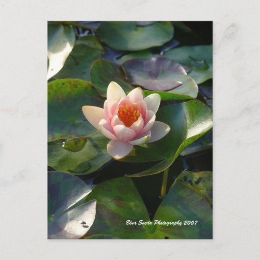 Water Lilly Briefkaart (Voorkant)