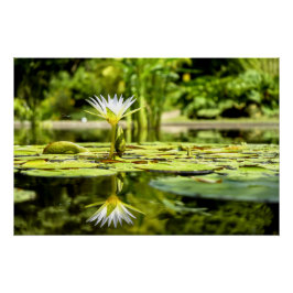 Water Lilly in botanische tuin Poster