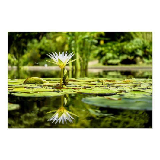 Water Lilly in botanische tuin Poster (Voorkant)