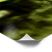 Water Lilly in botanische tuin Poster (Hoek)