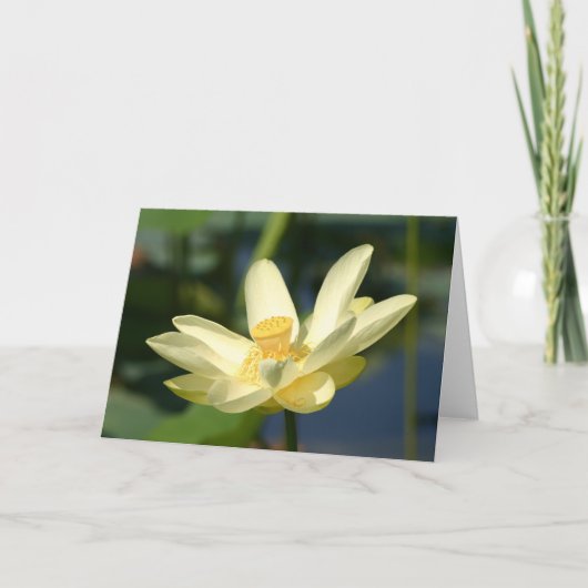 Water Lilly Lotus Kaart (Voorkant)