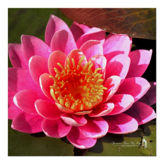 Water Lilly Poster (Voorkant)