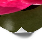 Water Lilly Poster (Hoek)