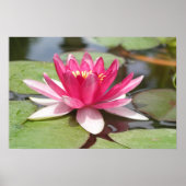 Water Lilly Poster (Voorkant)
