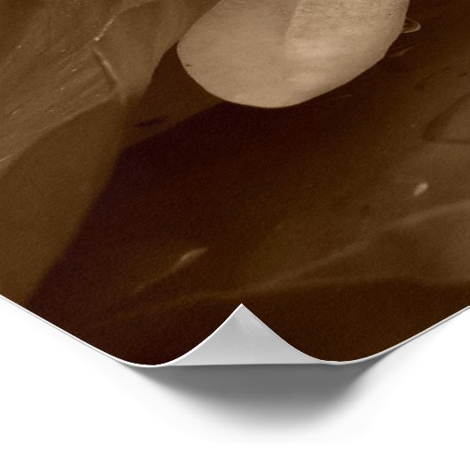 Water Lilly Poster (Hoek)