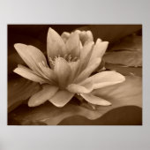 Water Lilly Poster (Voorkant)