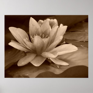 Water Lilly Poster