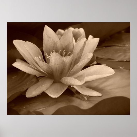 Water Lilly Poster (Voorkant)