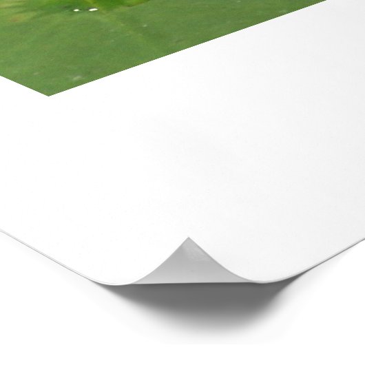 Water Lilly Poster (Hoek)