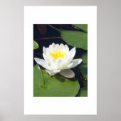 Water Lilly Poster (Voorkant)