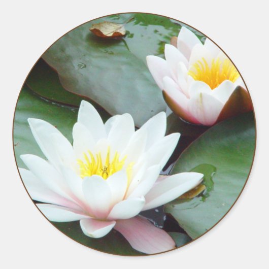 Water Lilly sticker (Voorkant)