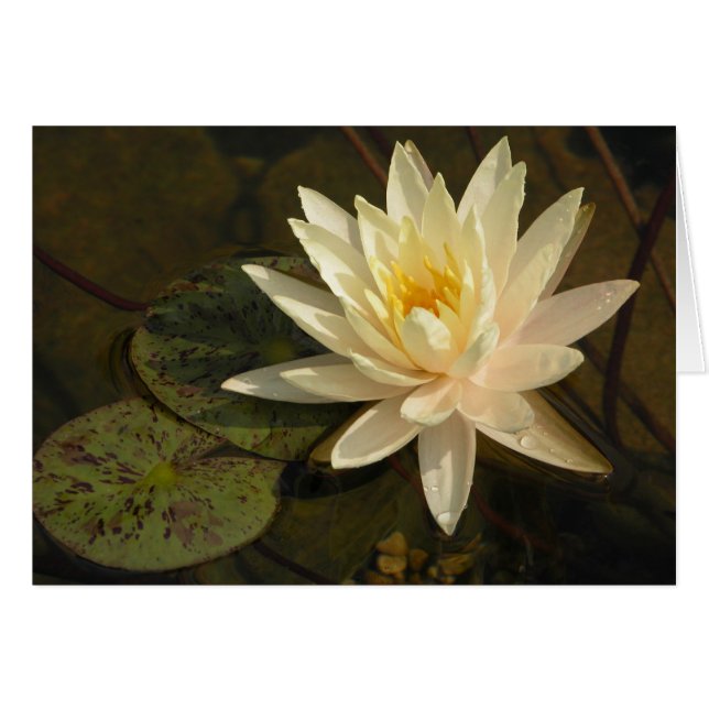 Water Lily (Voorkant Horizontaal)