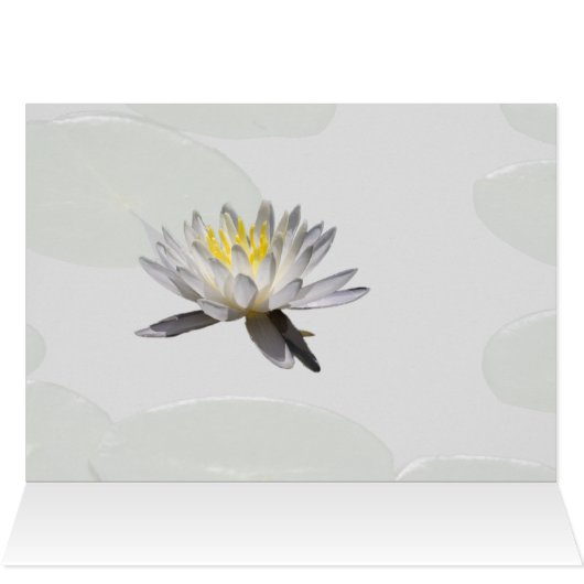 Water Lily (Binnen Horizontaal (Boven))