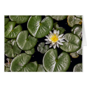 Water Lily