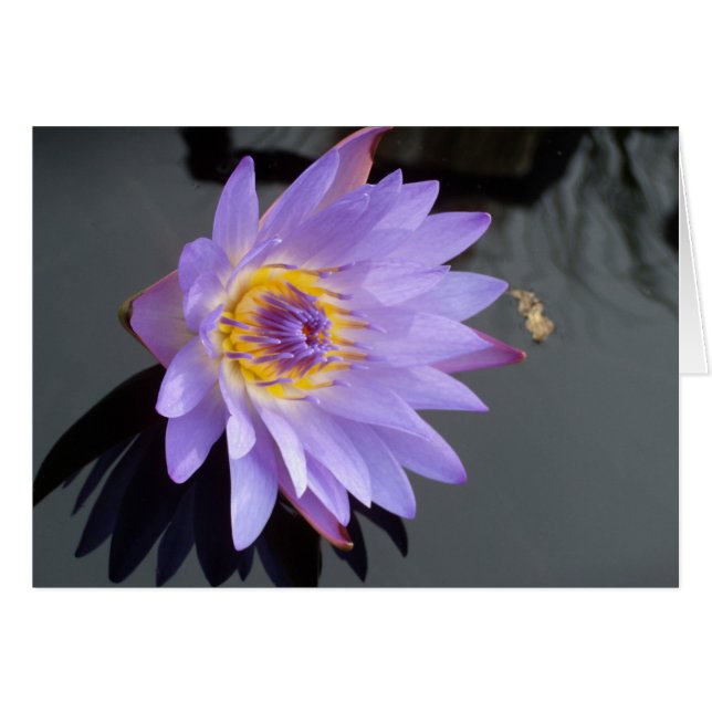 Water Lily (Voorkant Horizontaal)