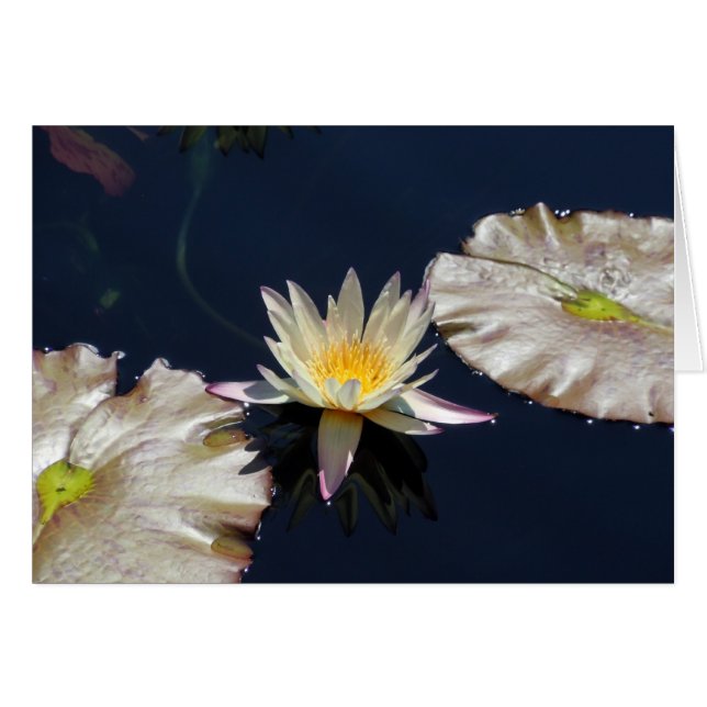 Water Lily (Voorkant Horizontaal)