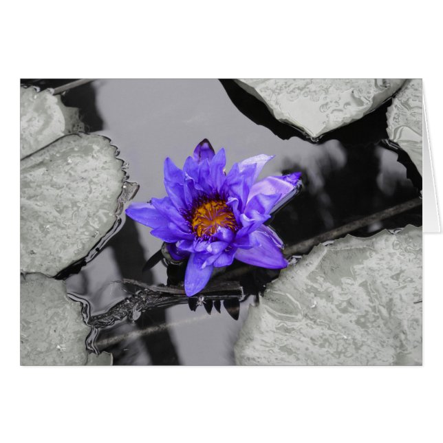 Water Lily (Voorkant Horizontaal)