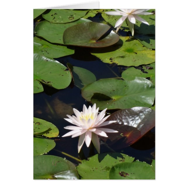Water Lily (Voorkant)