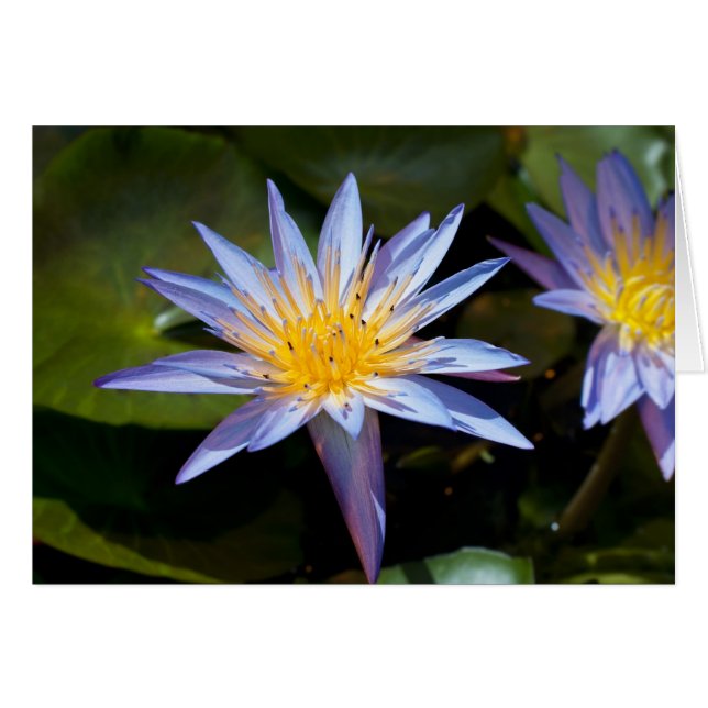 Water Lily (Voorkant Horizontaal)