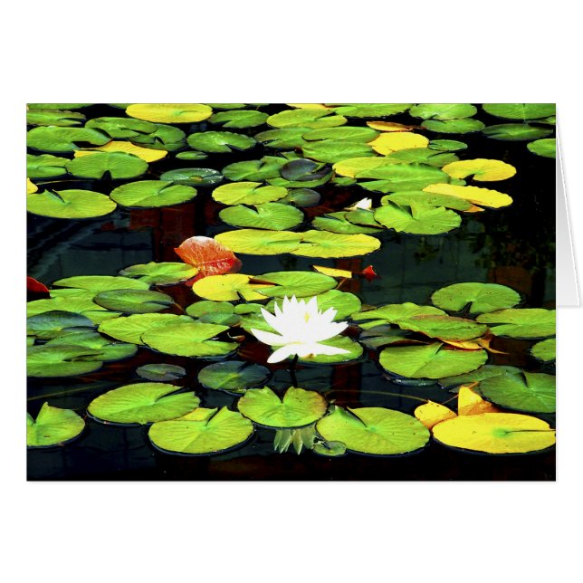 Water Lily (Voorkant Horizontaal)