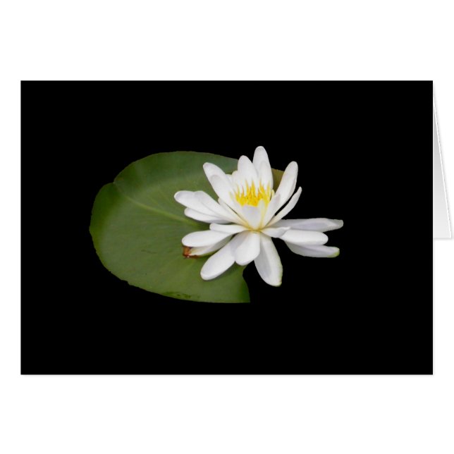 Water Lily (Voorkant Horizontaal)