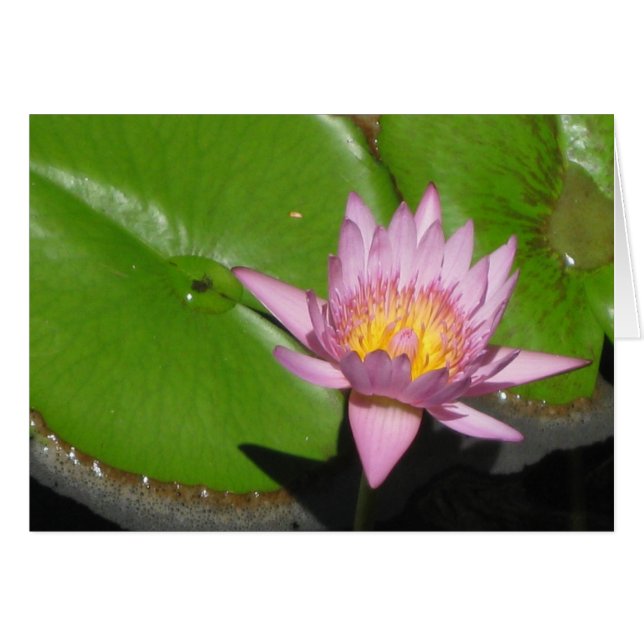 Water Lily (Voorkant Horizontaal)