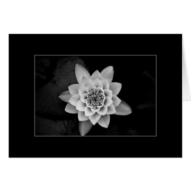 Water Lily (Voorkant Horizontaal)