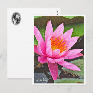 Water Lily ポストカード Briefkaart