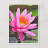 Water Lily ポストカード Briefkaart (Voorkant)