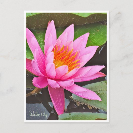 Water Lily ポストカード Briefkaart (Voorkant)