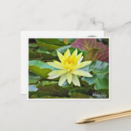 Water Lily ポストカード Briefkaart