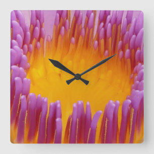 Water Lily 1 wandklokken en numerieke opties